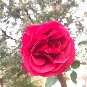 Meet your Posher, Rocio